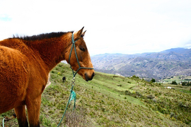 handsome-horse