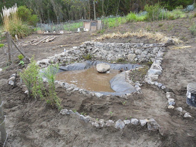 pond-2